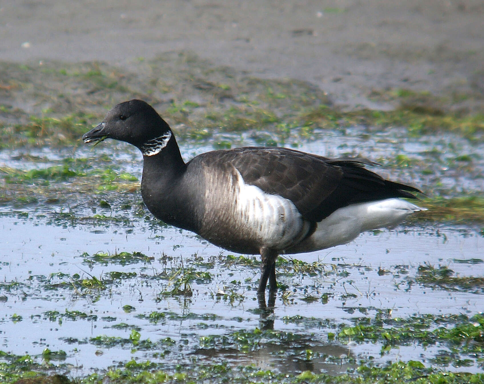 Image of Grey-bellied Brent Goose