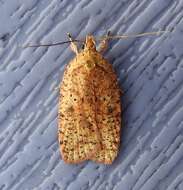 Image of Thelma's Agonopterix