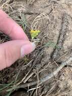 Image of Spellenberg's springparsley