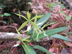 Image de Encyclia tuerckheimii Schltr.