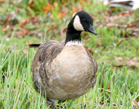 Plancia ëd Branta hutchinsii leucopareia (Brandt & JF 1836)