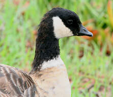 Plancia ëd Branta hutchinsii leucopareia (Brandt & JF 1836)