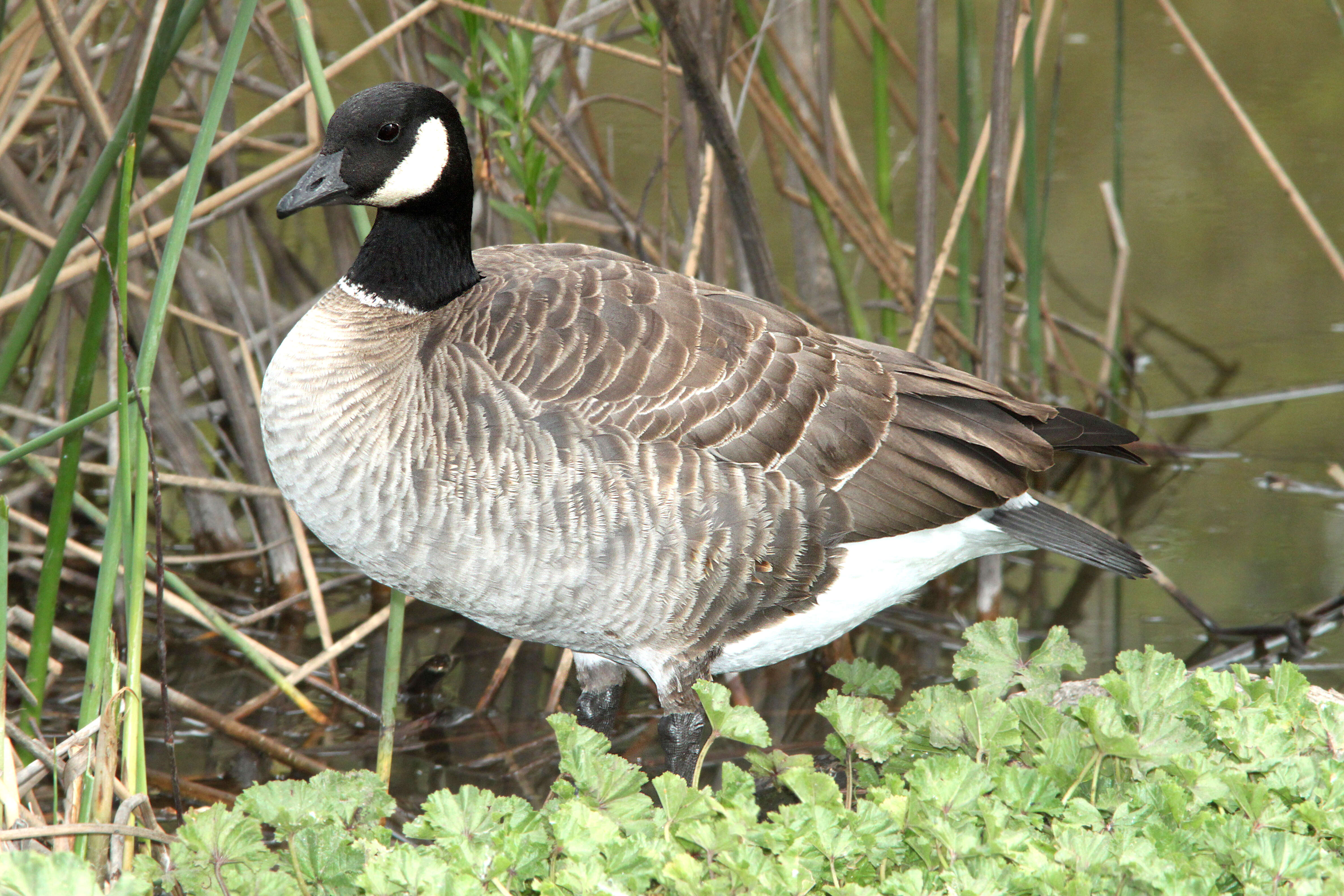 Image of Cackling Goose