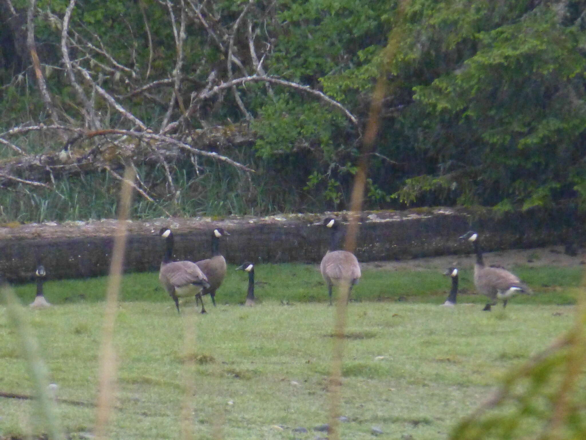 Image of Branta canadensis fulva Delacour 1951