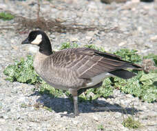 Image of Cackling Goose