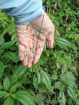 Image of Paraprenanthes melanantha (Franch.) Ze H. Wang