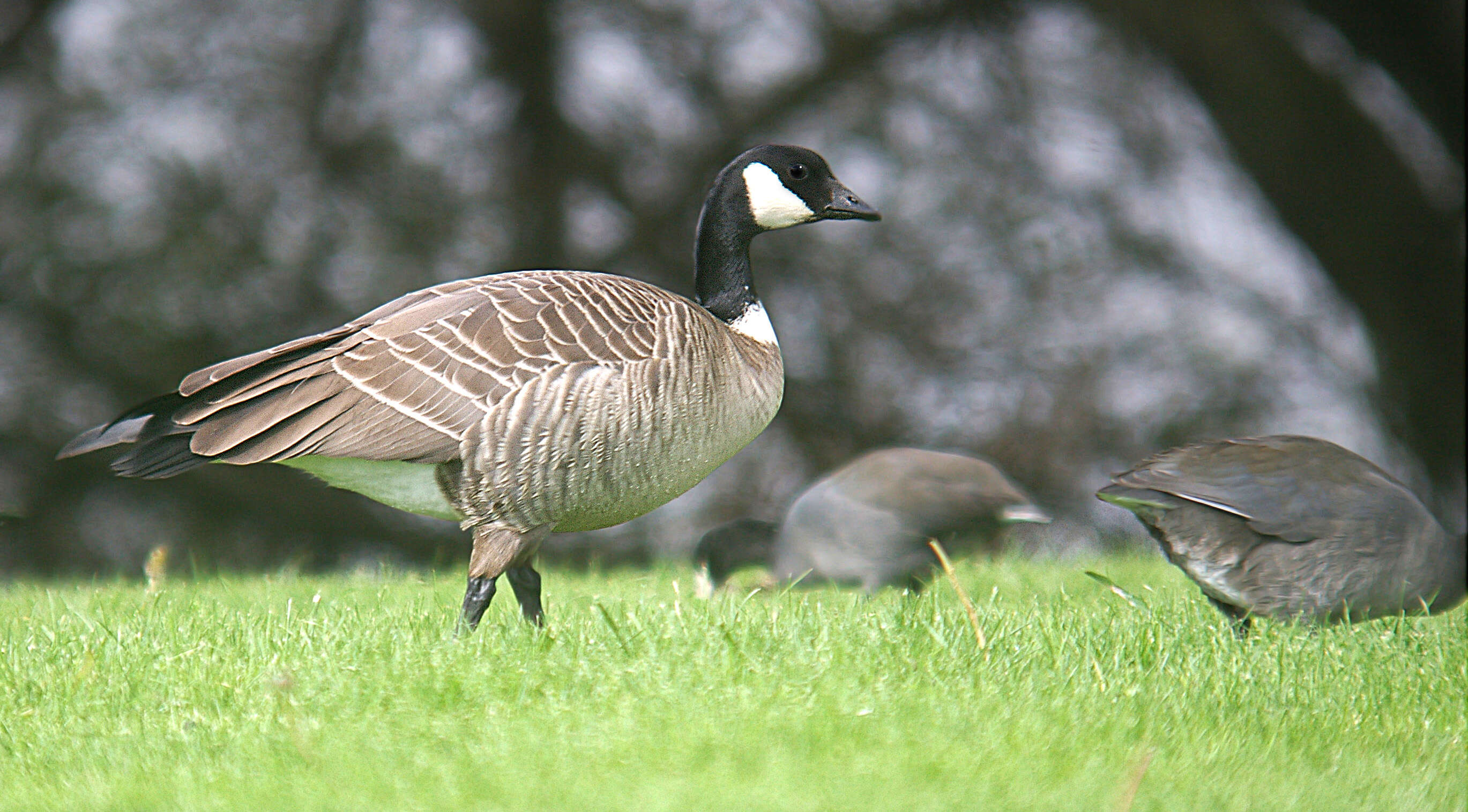 Image of Cackling Goose