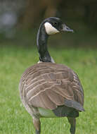 Image of Cackling Goose