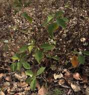 Image of Solanum ferrugineum Jacq.