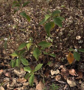 Image of Solanum ferrugineum Jacq.