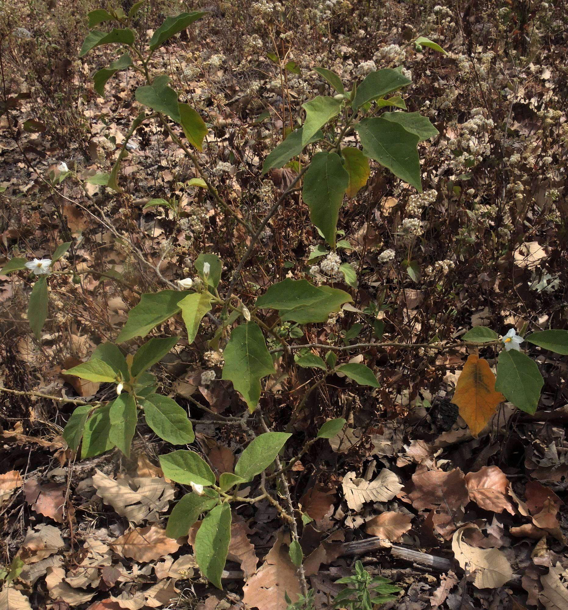 Image of Solanum ferrugineum Jacq.