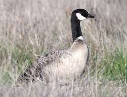 Image of Cackling Goose