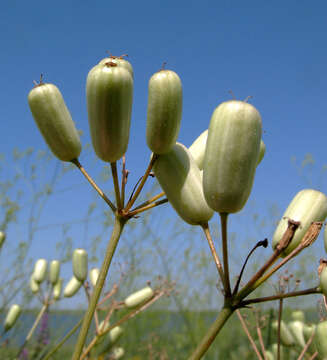 Imagem de Prangos odontalgica (Pall.) Herrnst. & Heyn