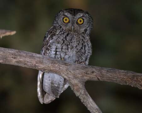 Image of Whiskered Screech Owl