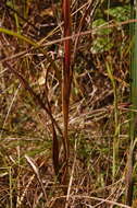 Image of Riddell's Goldenrod