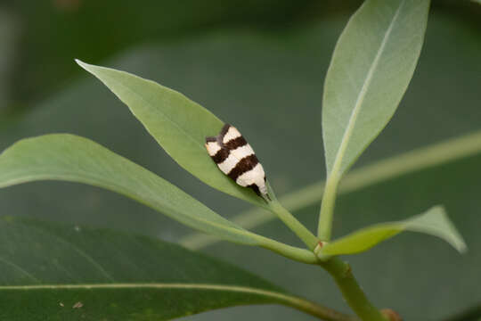 Image of Zonopetala divisella Walker 1864