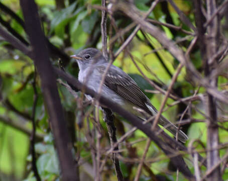 Image of Slaty Elaenia