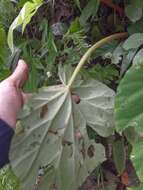 Слика од Begonia urophylla Hook.