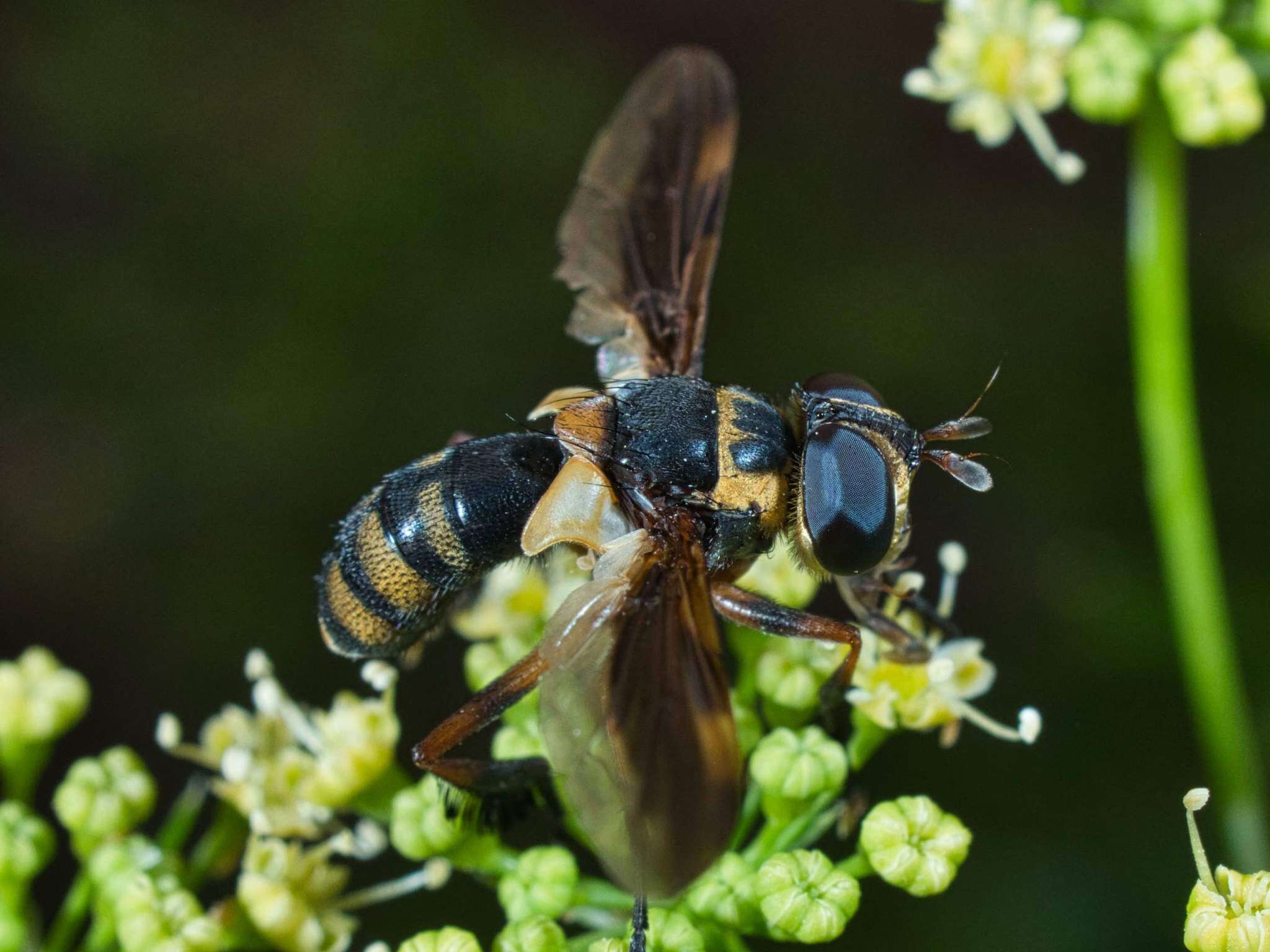 Imagem de Trichopoda plumipes (Fabricius 1805)