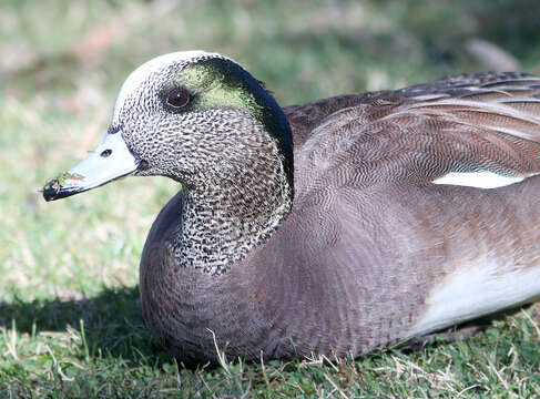 Image of American Wigeon