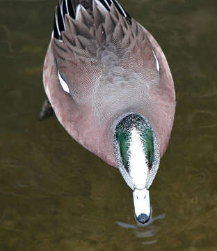 Image of American Wigeon