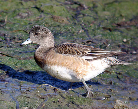 Image of American Wigeon