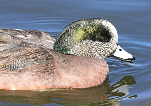 Image of American Wigeon