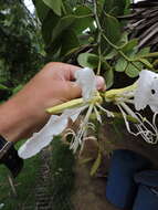 Plancia ëd Bauhinia forficata subsp. pruinosa (Vogel) Fortunato & Wunderlin