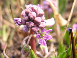 Слика од Ledebouria cooperi (Hook. fil.) Jessop