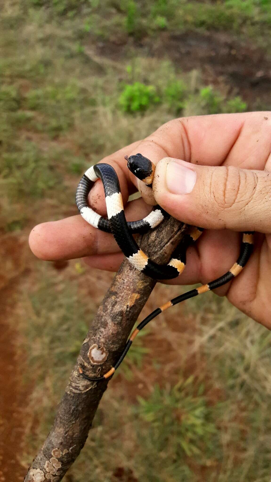 Image of Snail-eating Thirst Snake