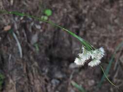 Image of lesser wood-rush