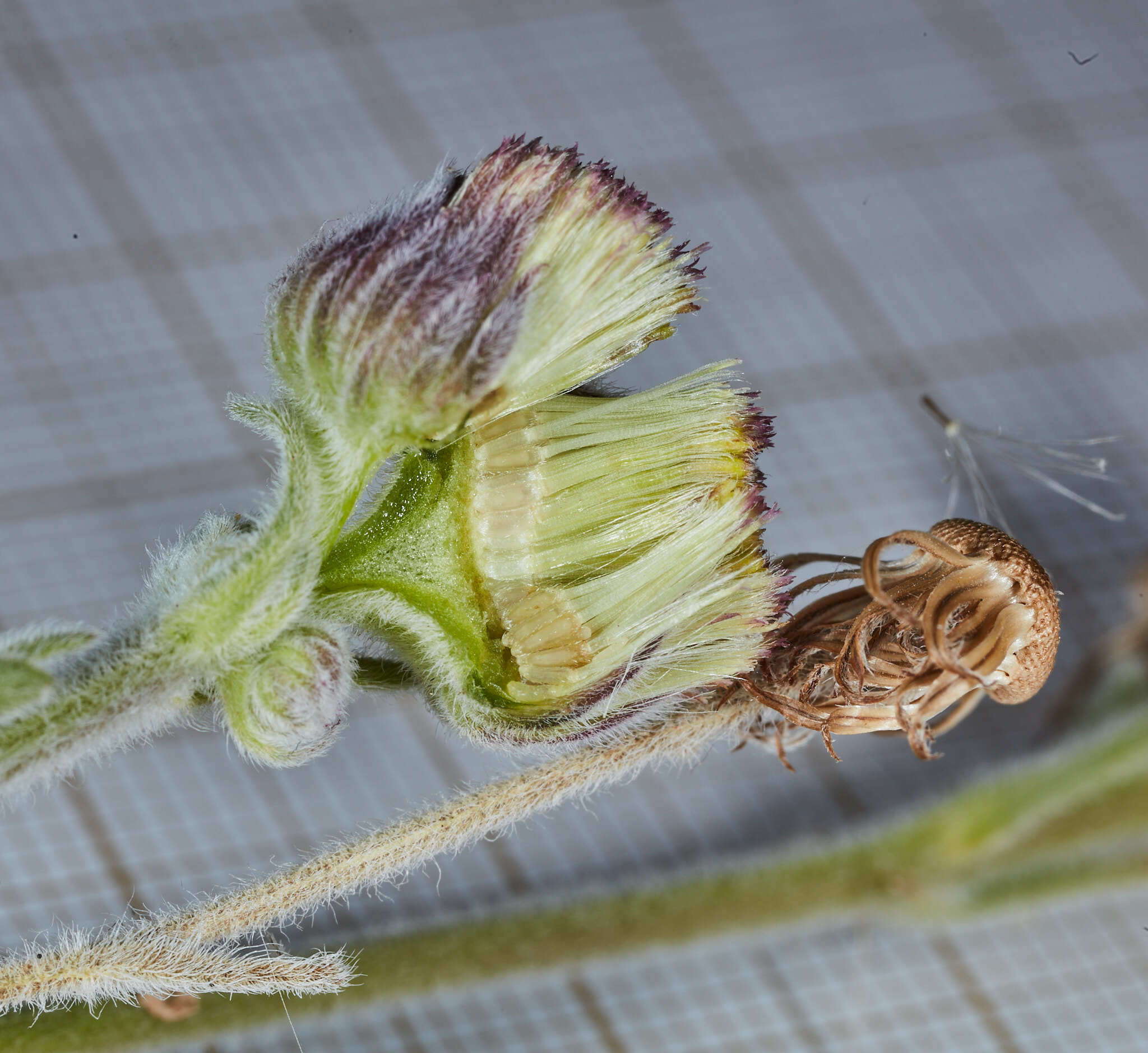 Image of Podocoma blanchetiana Baker