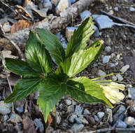 Image of Drooping Bittercress