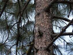 Plancia ëd Glaucidium gnoma Wagler 1832