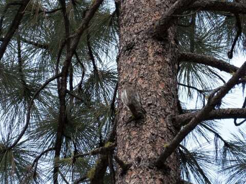 Image of Mountain Pygmy Owl