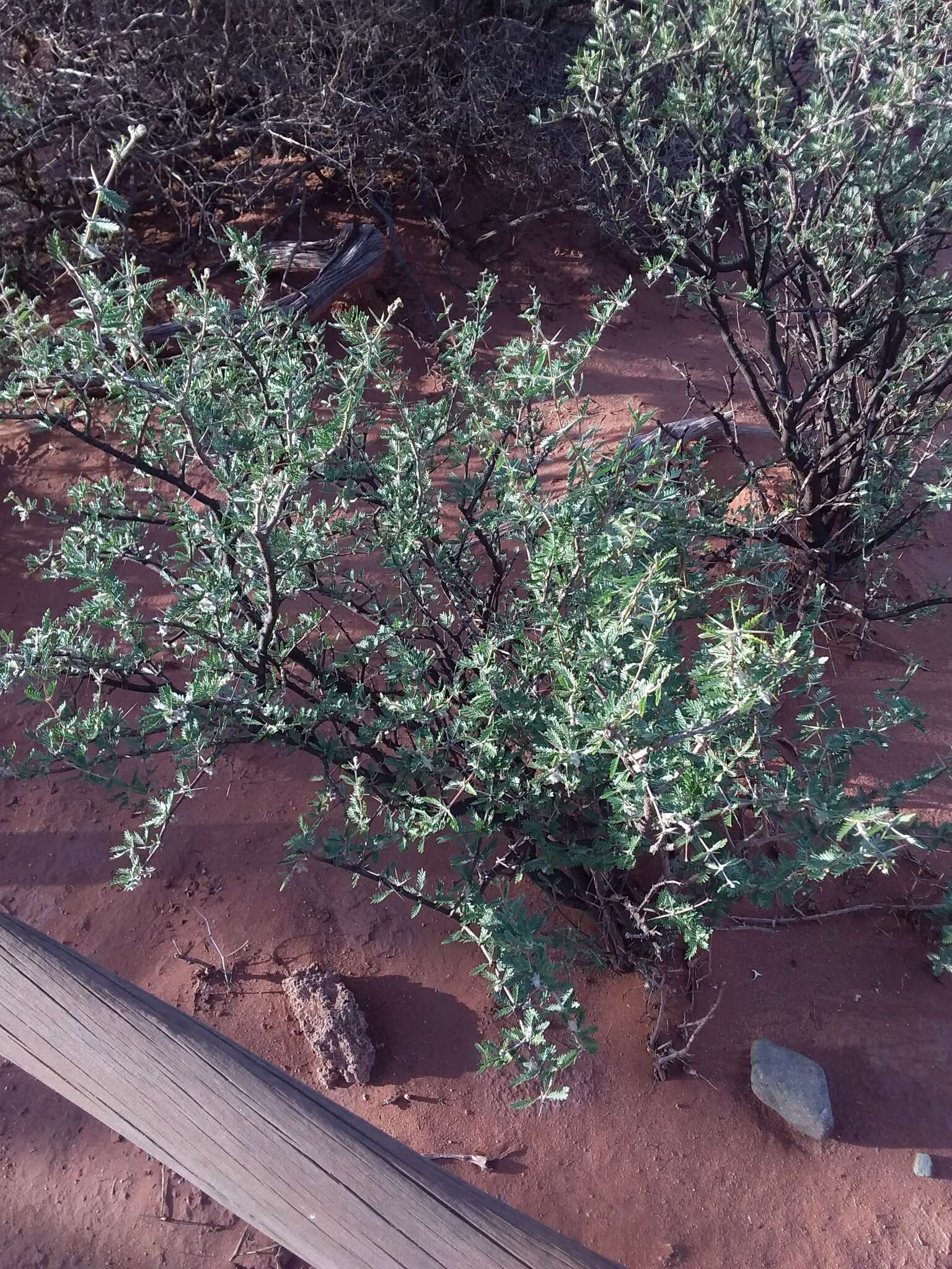 Image of Plectrocarpa tetracantha Gill.