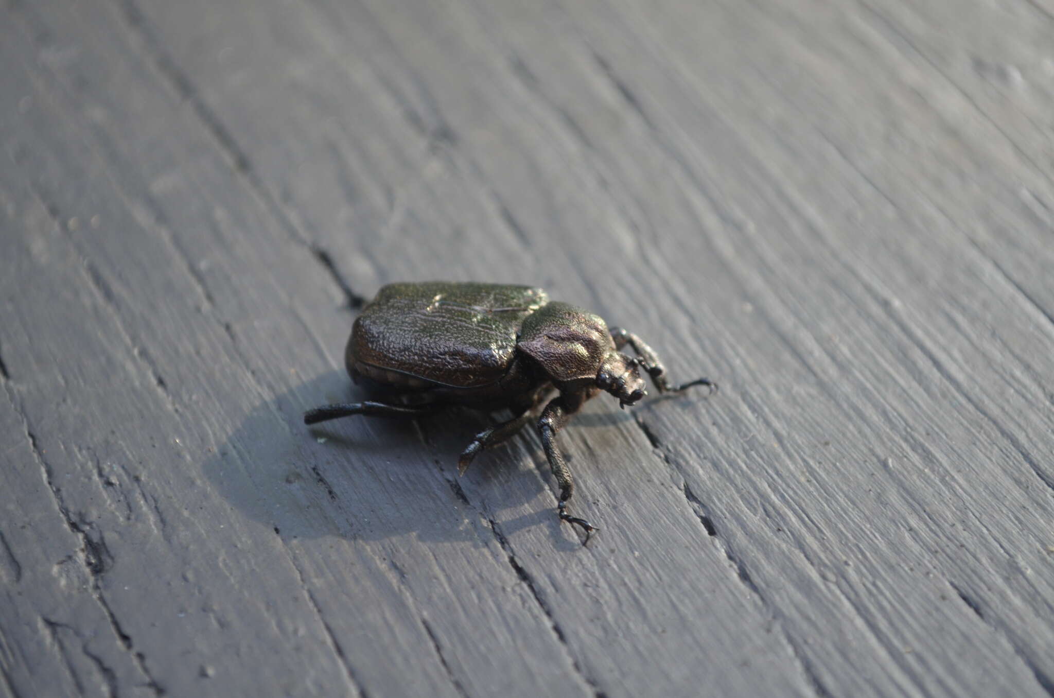 Sivun Osmoderma scabra (Palisot de Beauvois 1805) kuva