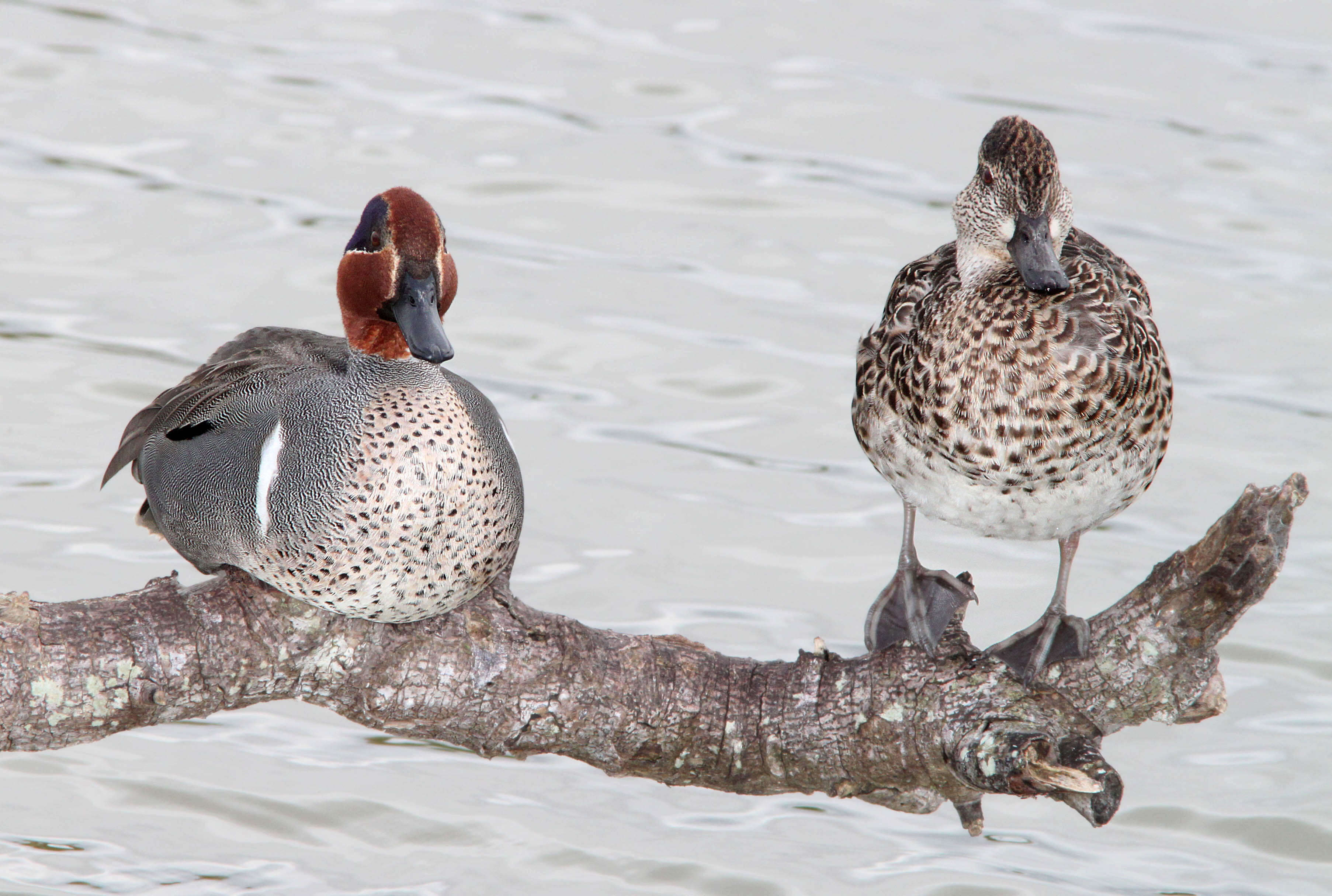 Image of Green-winged Teal