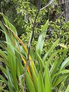 Image of Phormium cookianum subsp. hookeri (Gunn) Wardle