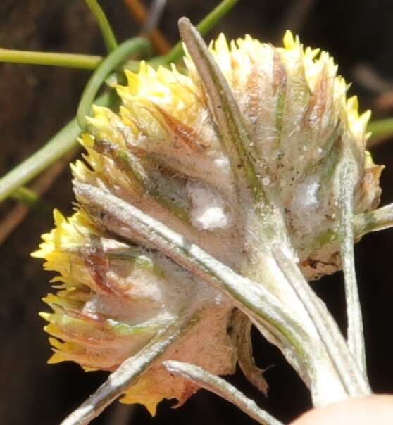 Image de Helichrysum subfalcatum Hilliard