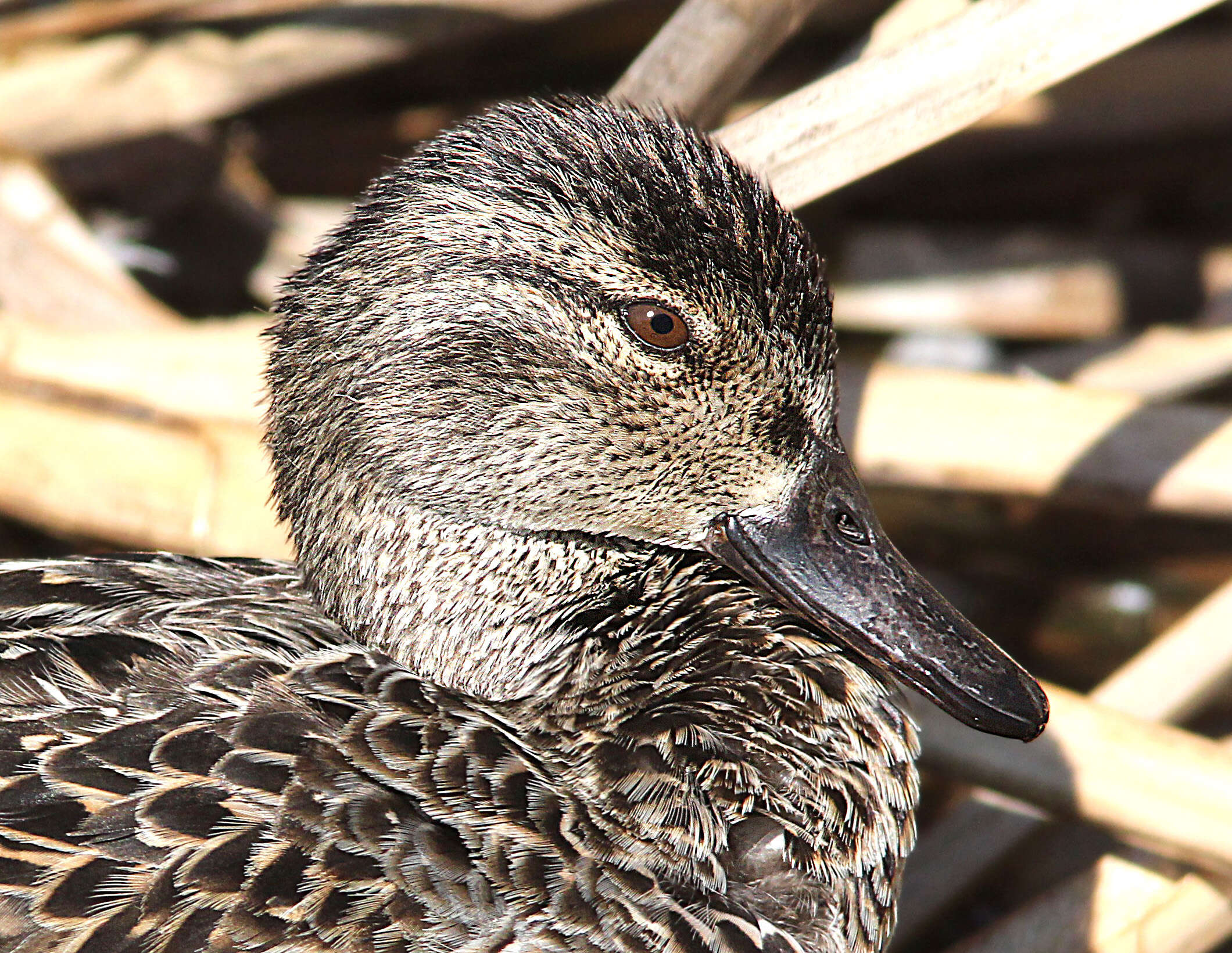 Image of Green-winged Teal