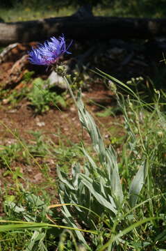 Слика од Centaurea fuscomarginata (K. Koch) Juz.