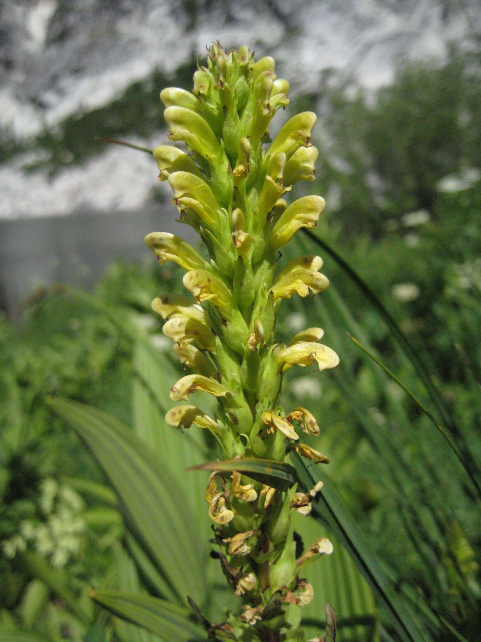 Imagem de Pedicularis bracteosa var. flavida (Pennell) Cronq.