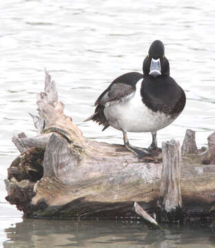 Image of Ring-necked Duck