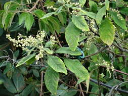 Image of Metallic-green Tanager