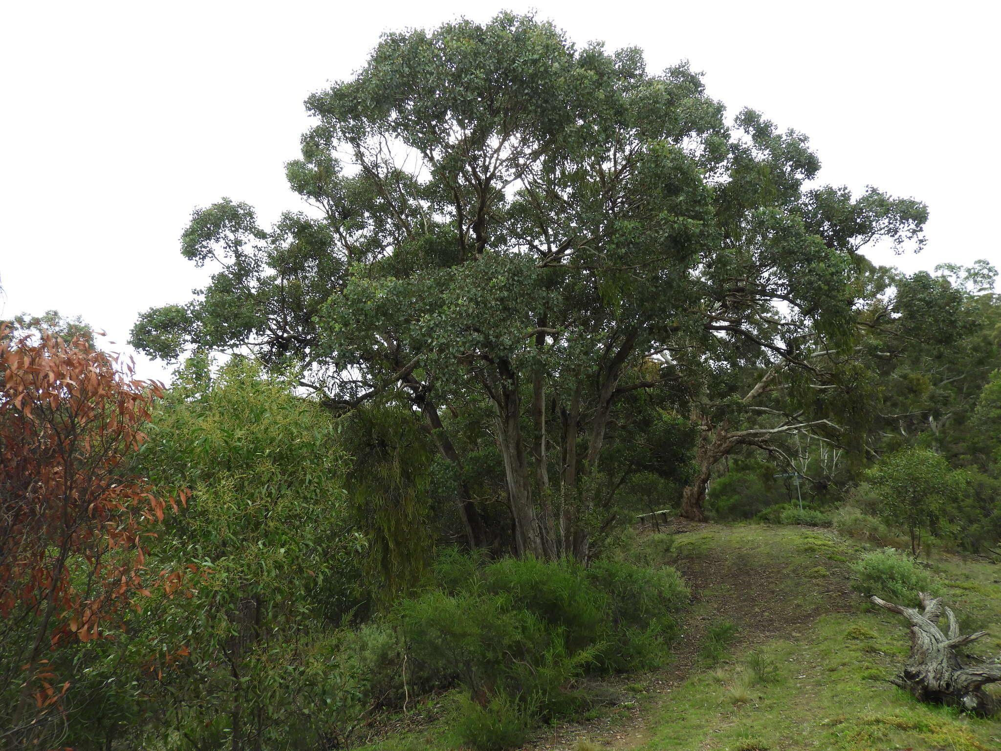 Image of Eucalyptus baueriana subsp. thalassina Rule