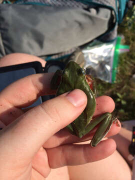 Image of American Green Treefrog