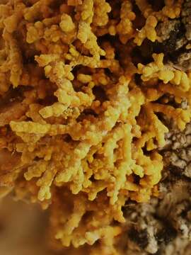 Image of coral orange lichen