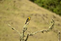 Image of Black-thighed Grosbeak