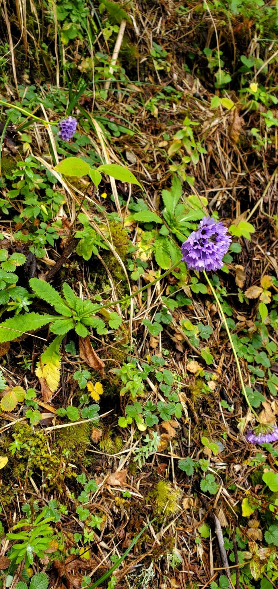 Primula glomerata Pax resmi